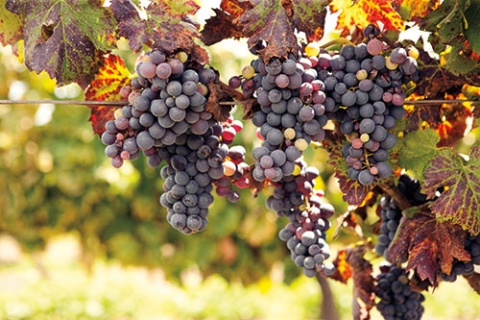uvas para la elaboración de vino