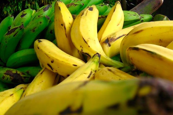 cómo saber si el plátano está maduro