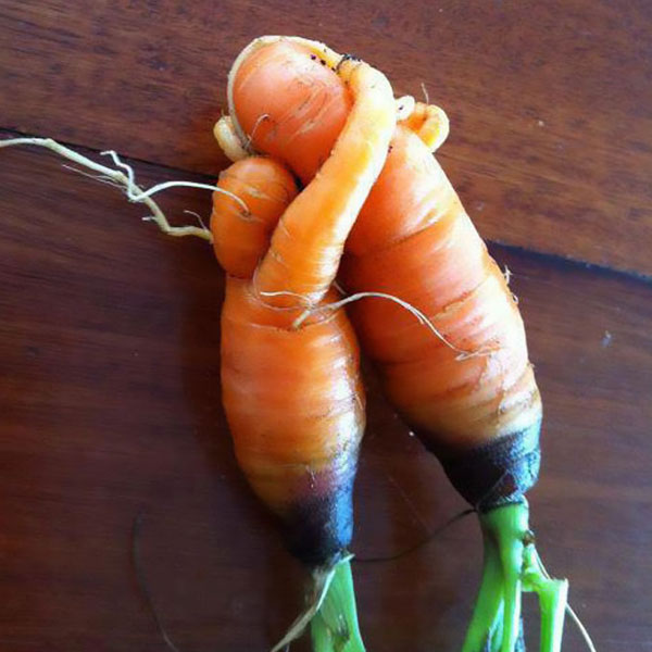 abrazo de zanahorias