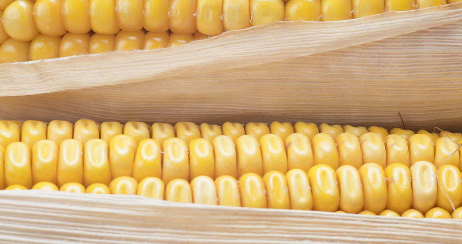 
	     Los beneficios del elote – maíz