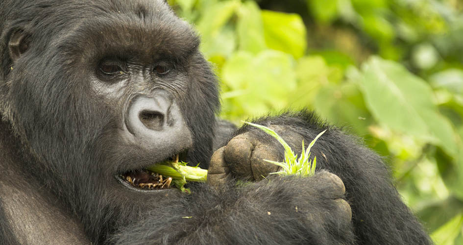 
	     Los gorilas cantan cuando comen