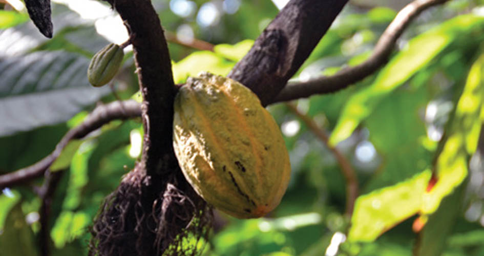 
					Familia y amor: Las memorias de la Ruta del Cacao en Tabasco