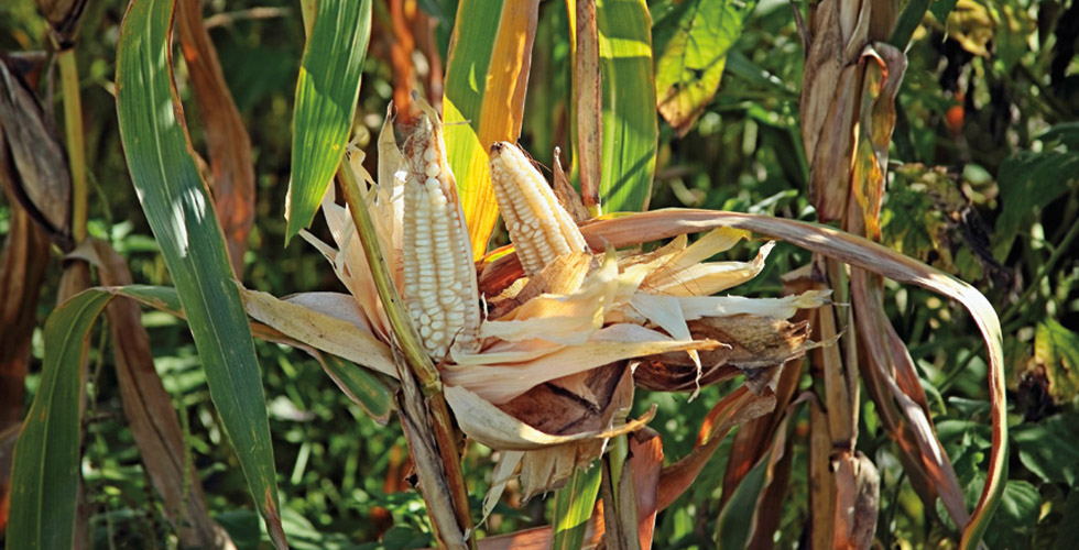 
	     El maíz, el que lo siembra que disfrute su pinole