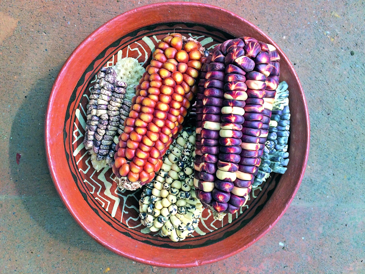 Hijos del maíz, nuestro grano, nuestra milpa 2
