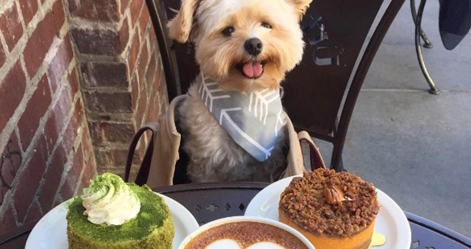 
	     Los Perros Foodies de Instagram