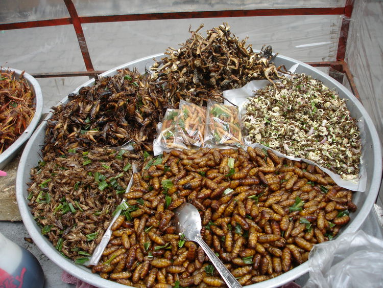 
					Insectos comestibles en México que son un manjar