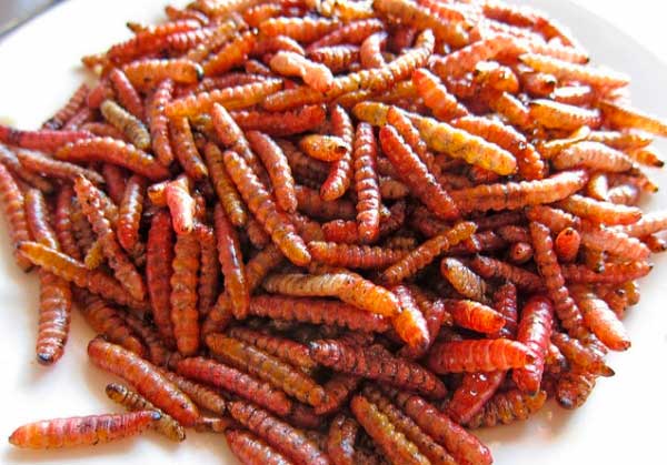 insectos-comestibles-chinicuiles