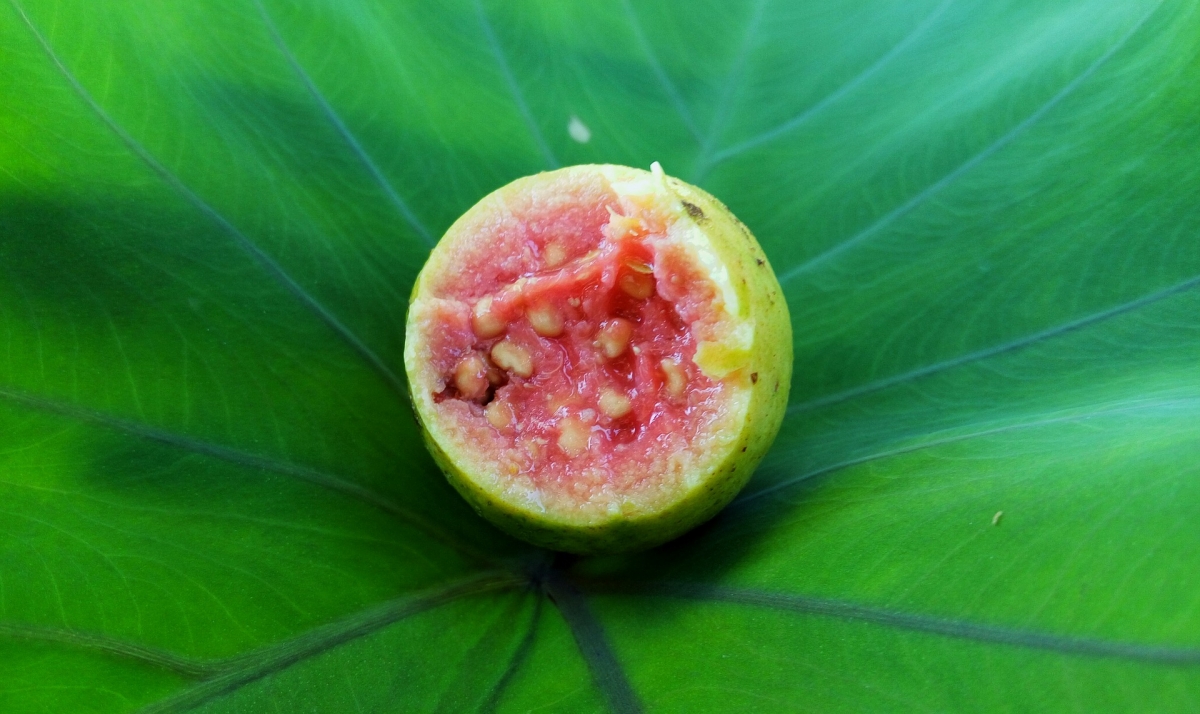 Origen y beneficios de la guayaba, todo lo que debes saber de esta fruta 1
