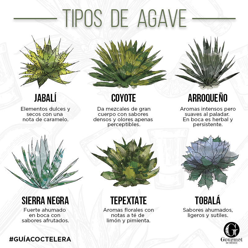 Tipos de agave 