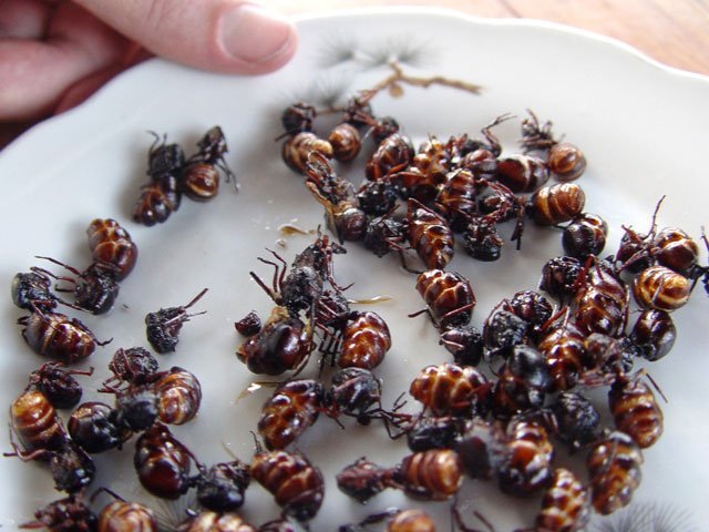 ¿Qué son las hormigas chicatanas y en qué lugares se usan?
