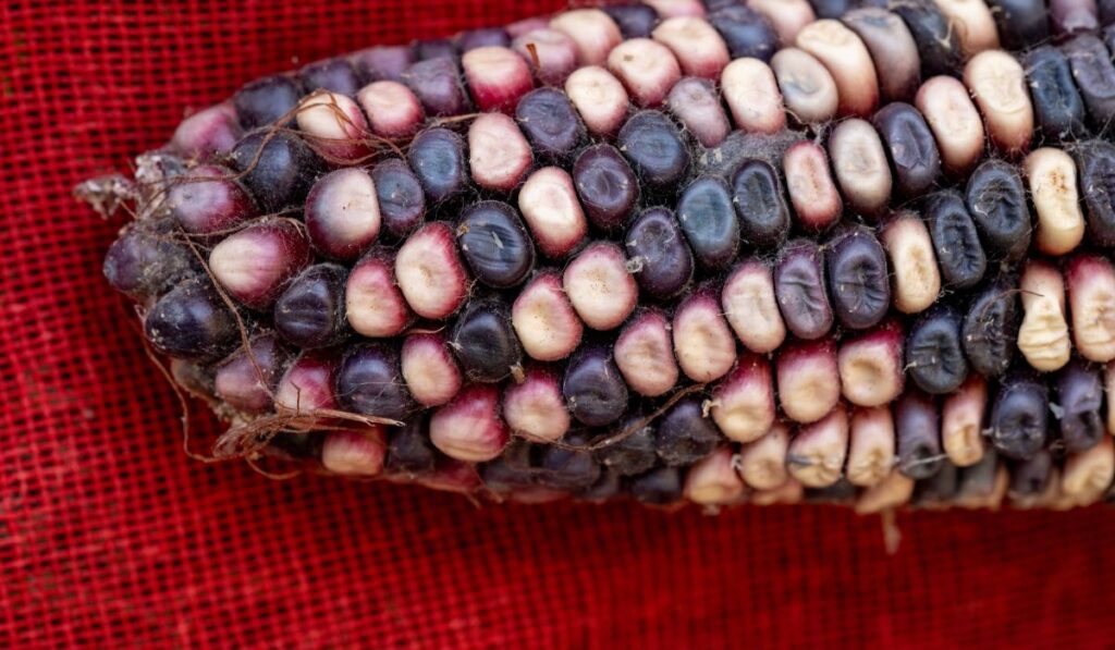 Especies de maíz mexicano en peligro de extinción