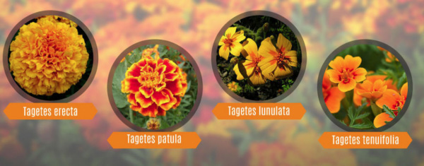 10 cosas que no sabías sobre la flor de cempasúchil | Gourmet de México