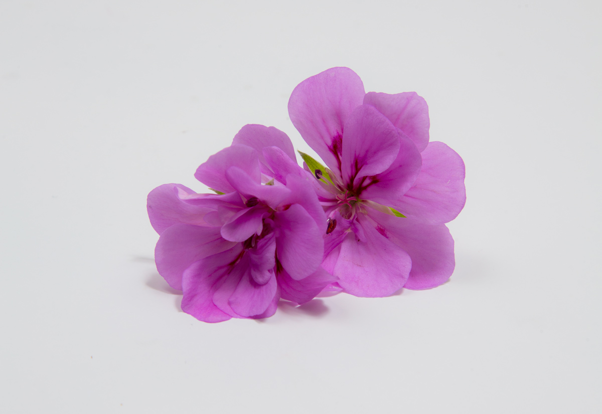 Geranio-flores-comestibles-méxico