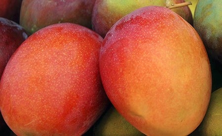 mango-kent-fruta-de-temporada-mexico