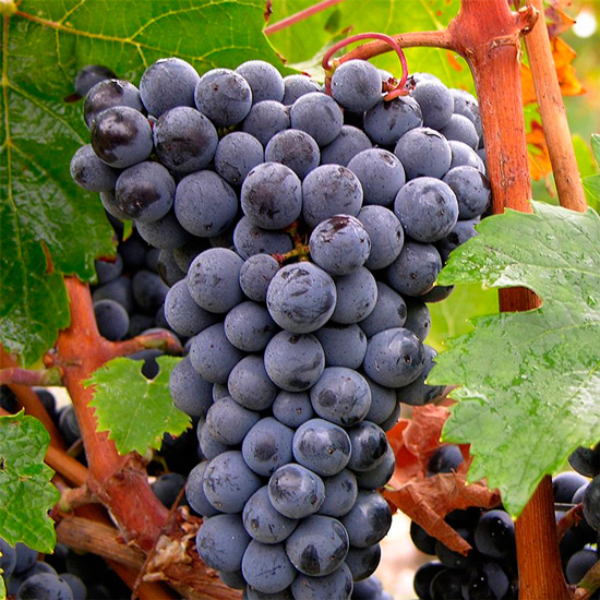 vino-tinto-uva-gourmet-cabernet-franc