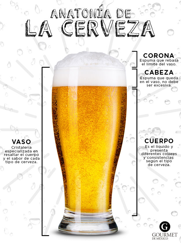 Anatomía de la cerveza 