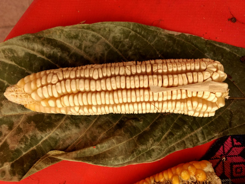 maíz blanco o perla 