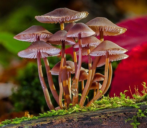 #QuizGourmet ¿Puedes identificar estos tipos de hongos?
