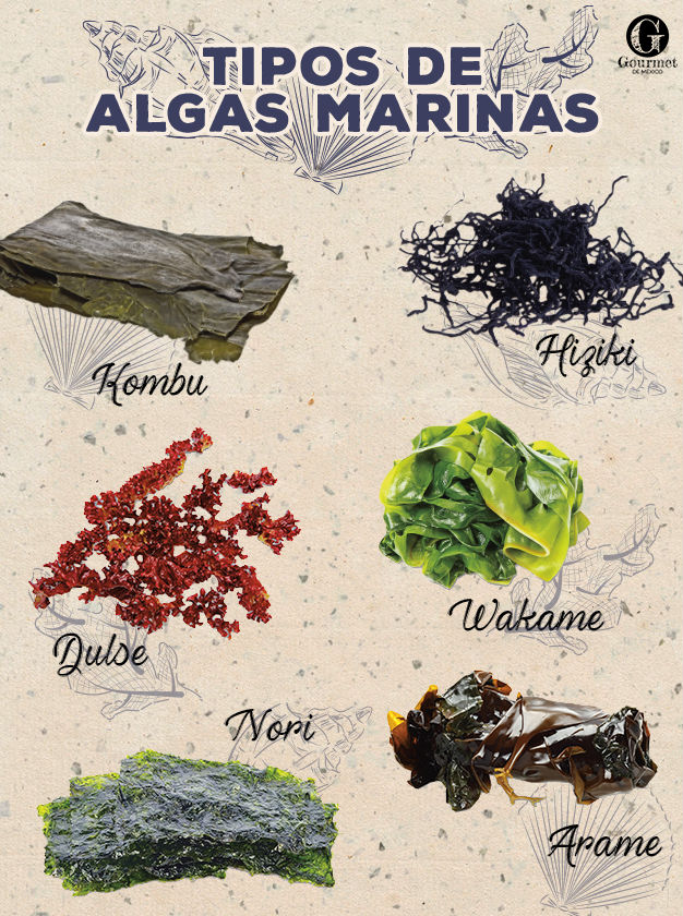 tipos de algas 