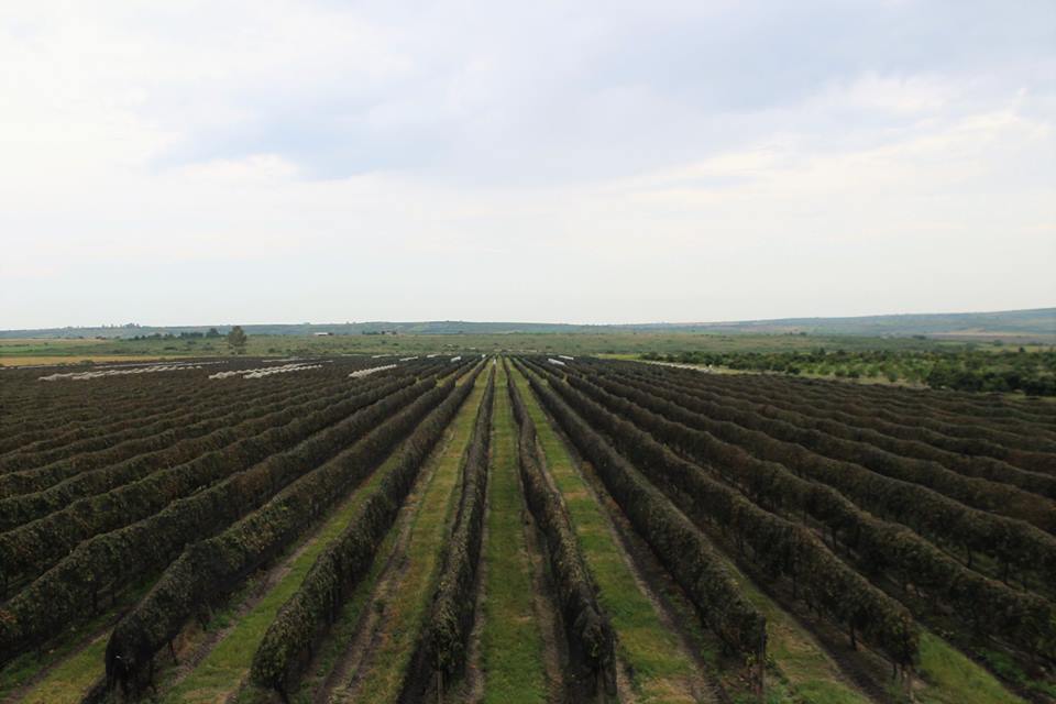 viñedo-lobo-vendimia-guanajuato-gourmet-3