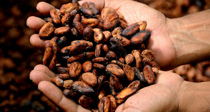 
					¿Qué son los nibs de cacao y cómo se comen?