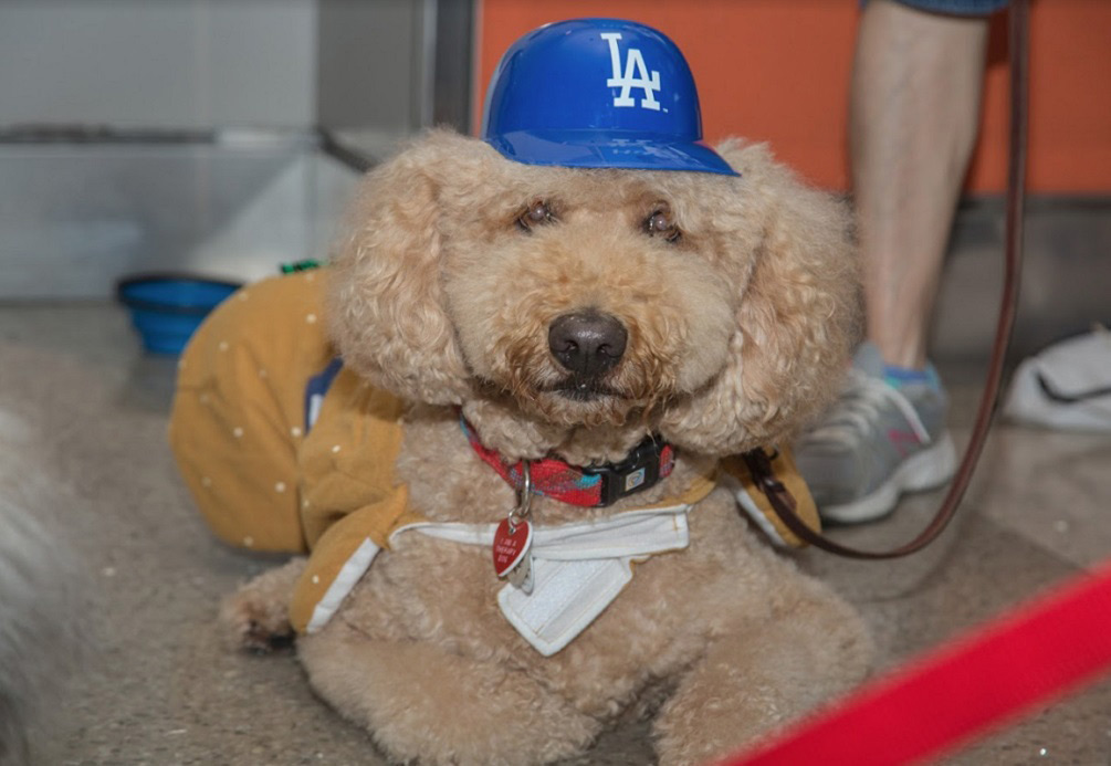 El aeropuerto de Los Ángeles tiene la mejor terapia anti-estrés: perritos 3