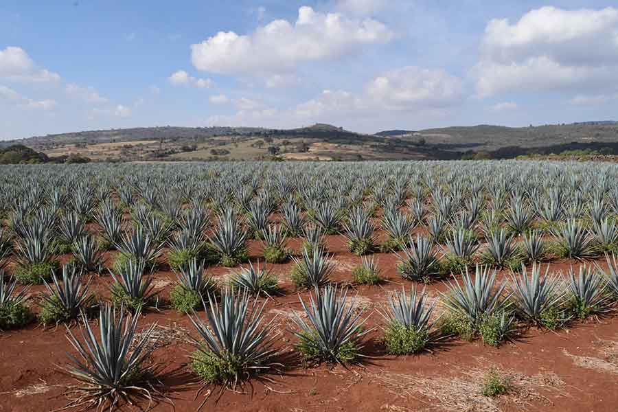 
	     Tequila: el arte de la destilación jalisciense