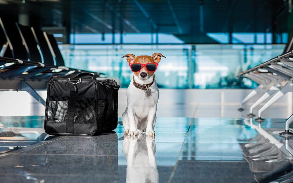 Todo lo que debes considerar si piensas viajar con tu mascota de vacaciones 5