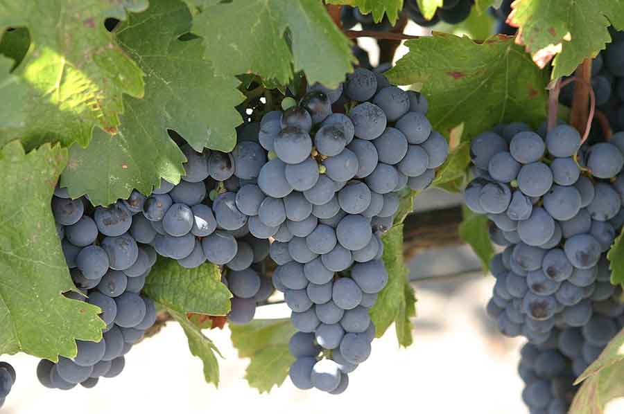
					Abril es el mes de la uva Malbec