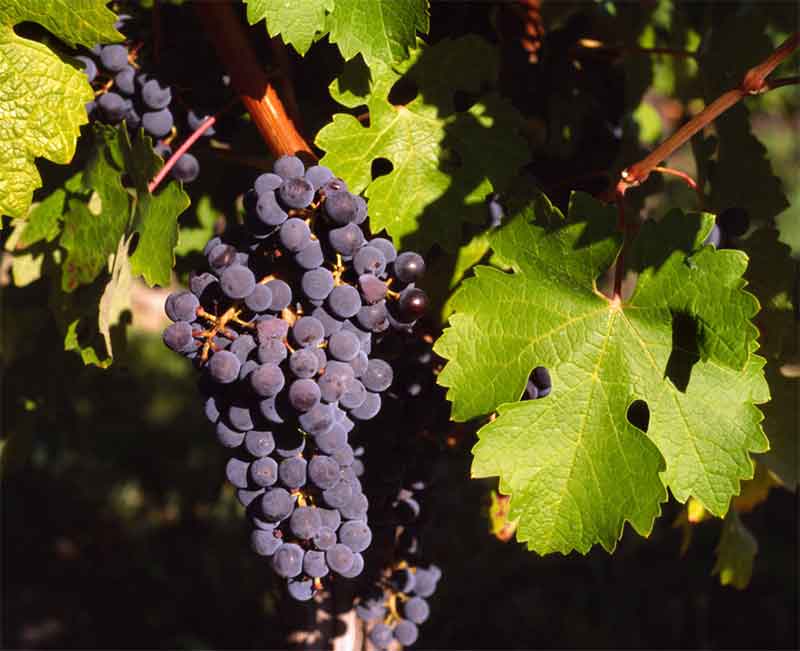 Cabernet-Sauvignon-uva