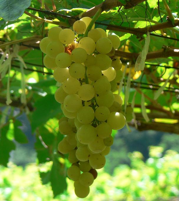 Chenin-blanc-uvas