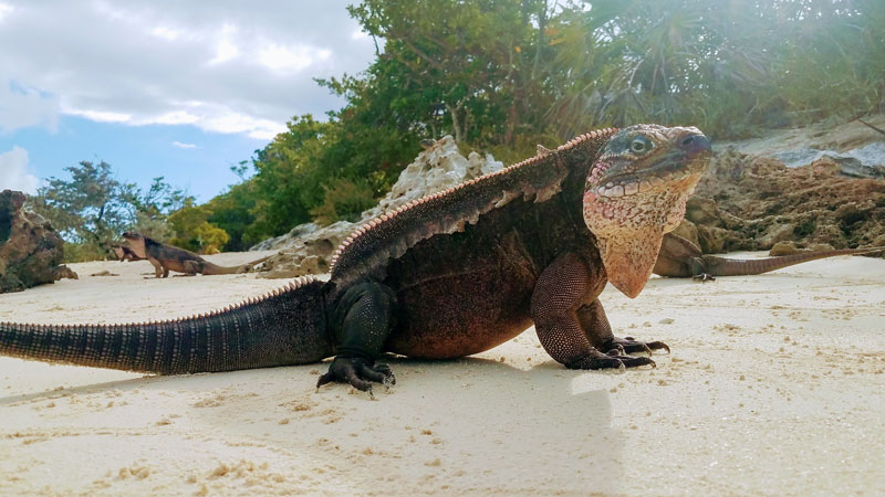 Las-bahamas-iguana-Allen-Cay