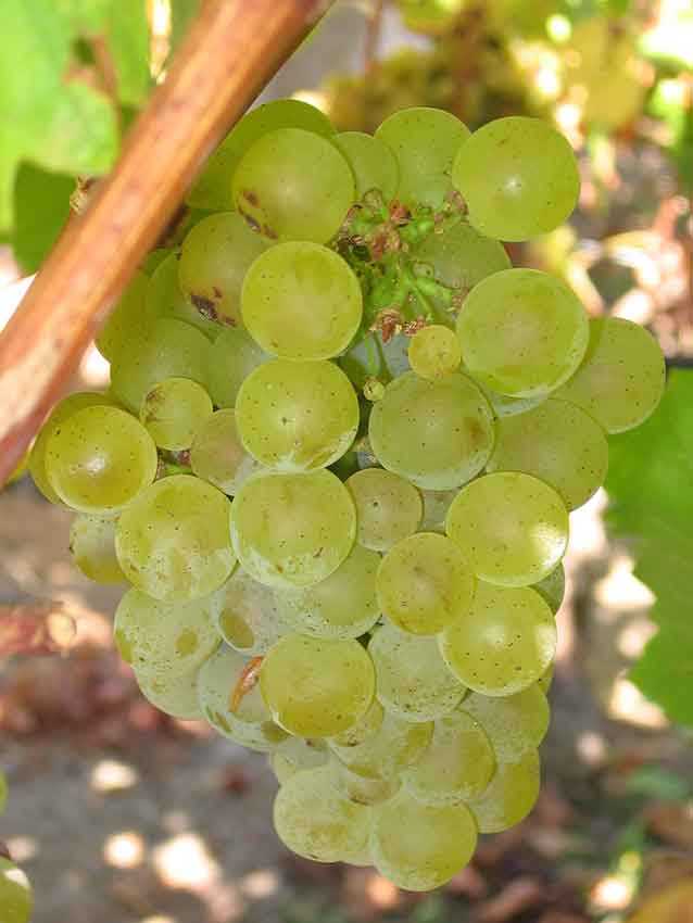 Sauvignon-blanc-uvas