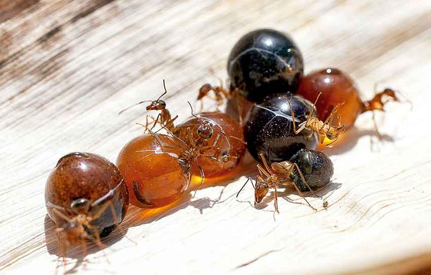 hormigas-mieleras-mexico