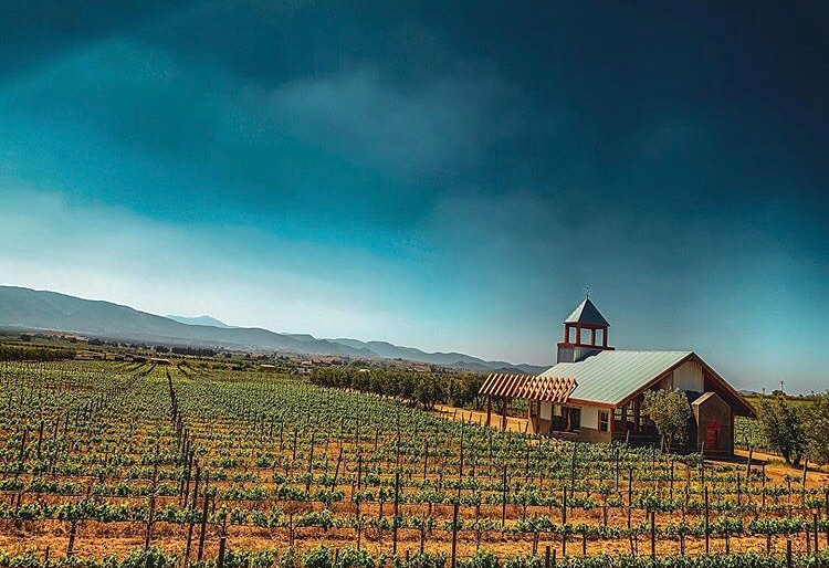 viñedos del valle de Guadalupe viñedo Finca La Carrodilla