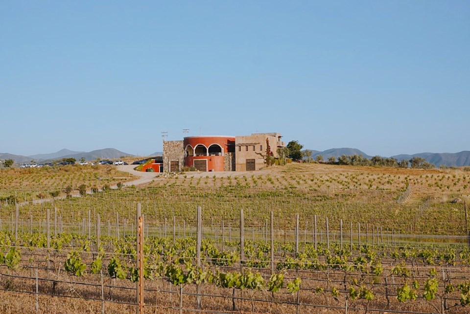 viñedos del valle de Guadalupe viñedo Lomita