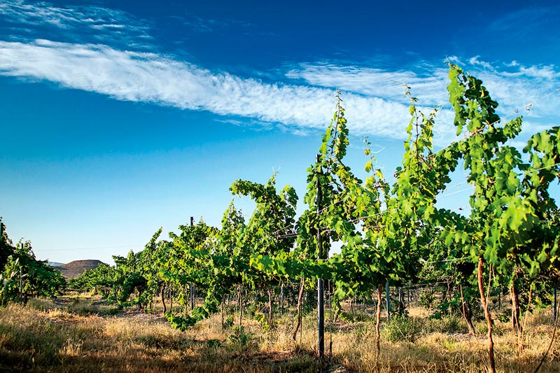 viñedo valle baja california