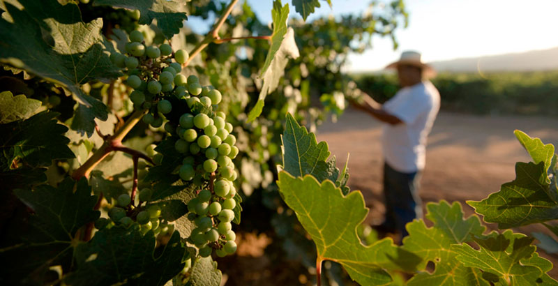 viñedo valle baja california