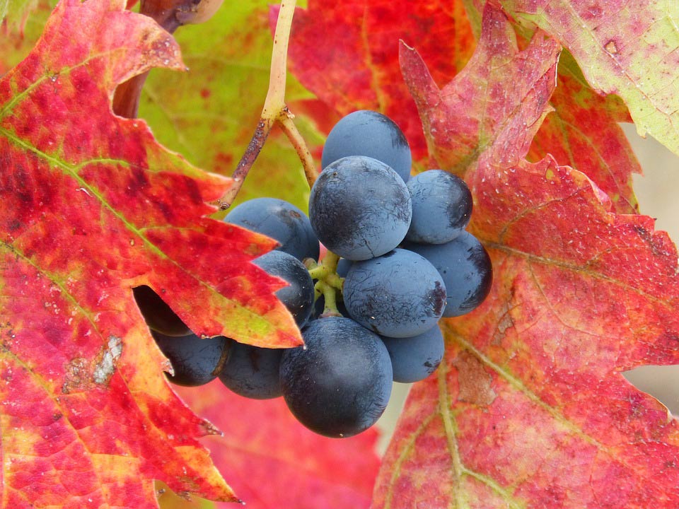 que son los vinos naturales 