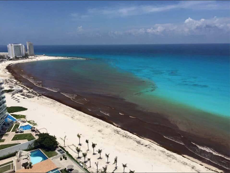 Hotel de Cancún sirve coctel hecho con sargazo 0
