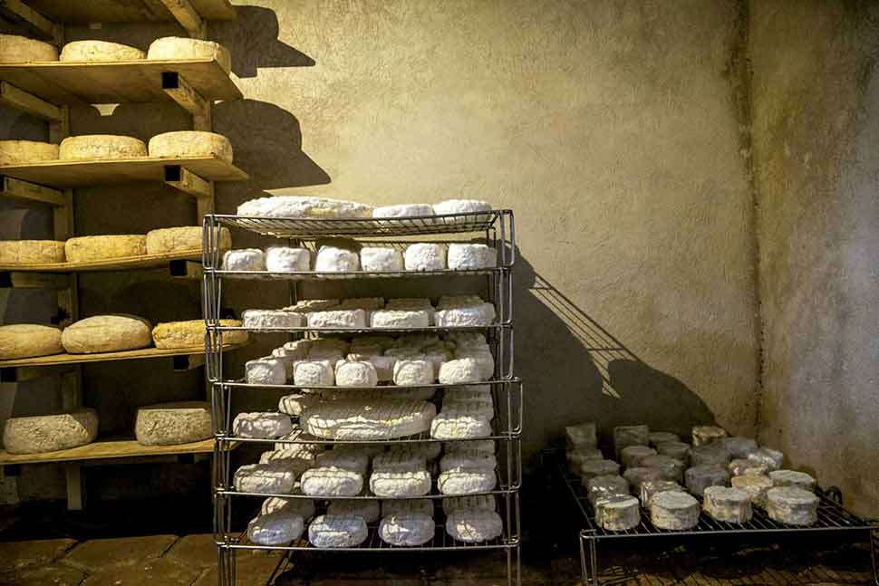 producción de queso 