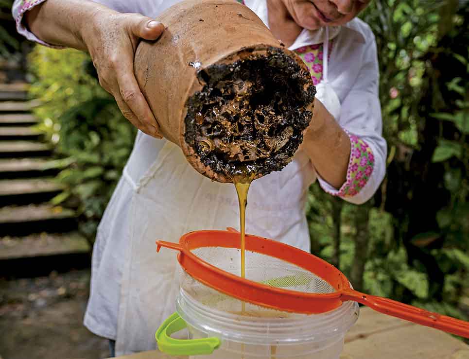 
	     Miel melipona y cómo se produce en vasijas de barro