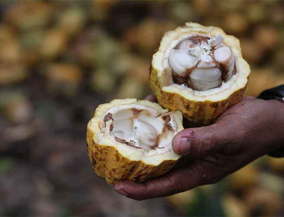 cacao-superalimento-mexicano