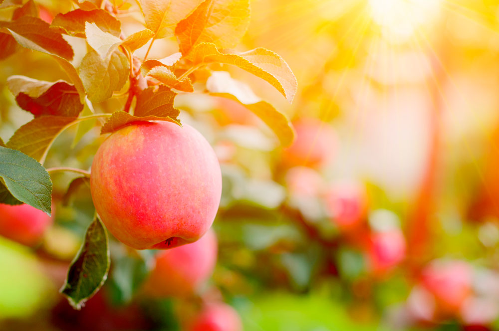 Historia de la manzana: de Eva y Blancanieves hasta nuestros días 2