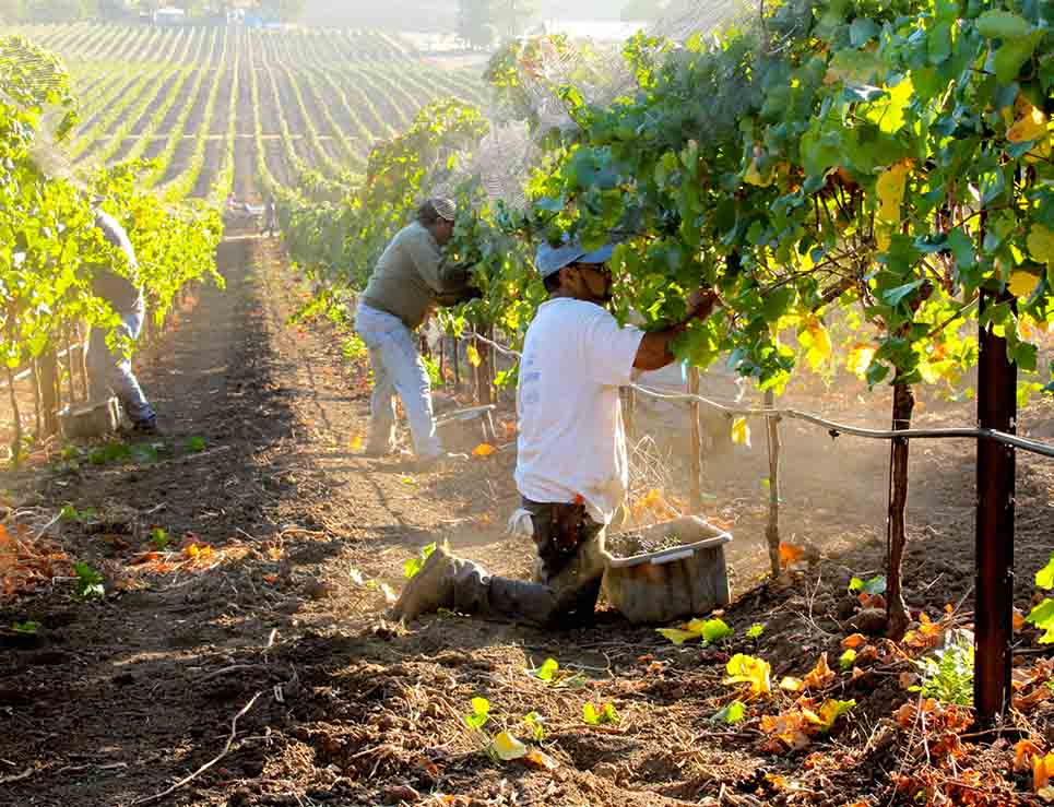 cultivo-vendimia-california-wine-cabernet-sauvignon-consumo-vino-trump-tinto-blanco-Chardonnay-uvas-enologia