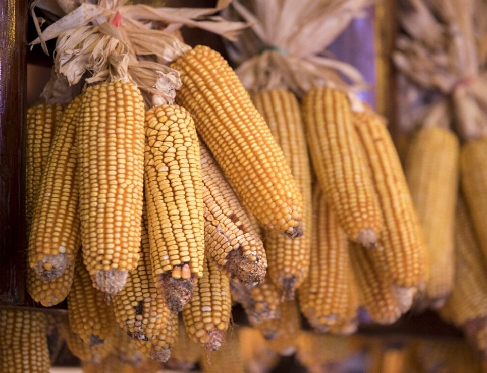 AMLO anuncia aumento al precio de compra del maíz