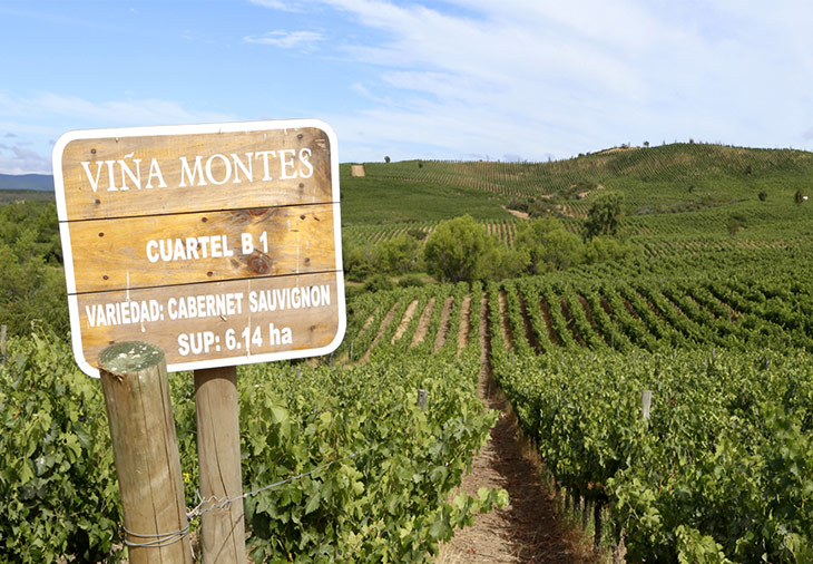 Una maravillosa cata virtual con vinos Viña Montes de Chile