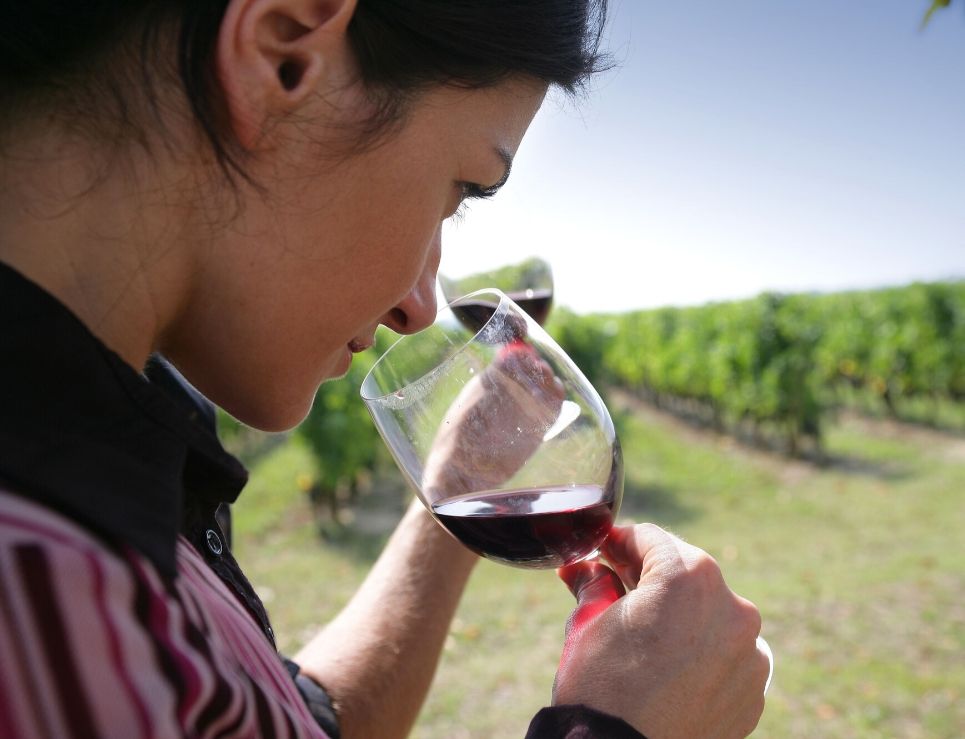 
					¿Cómo identificar los aromas del vino?