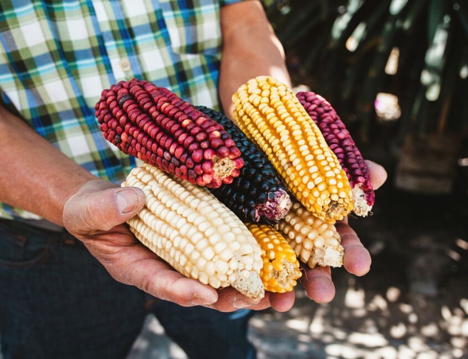 Cencalli: el nuevo museo del maíz que abrirá en Los Pinos