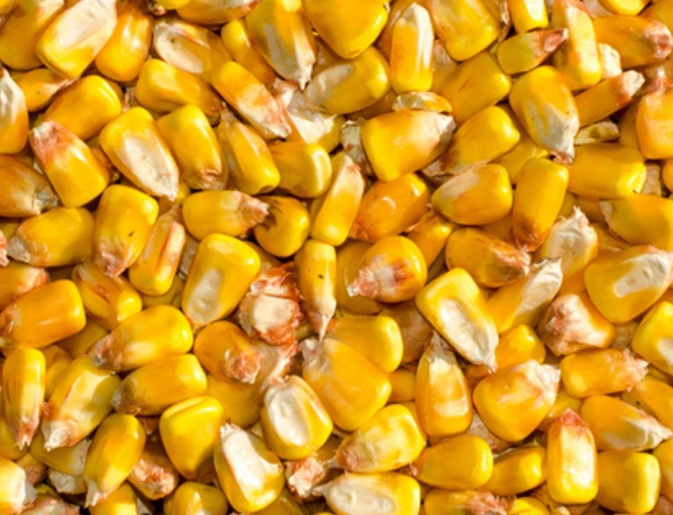 Cencalli: el nuevo museo del maíz que abrirá en Los Pinos 0